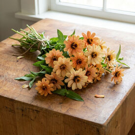 Apricot Profusion, Zinnia Seeds